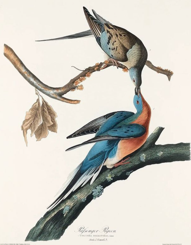passenger pigeons